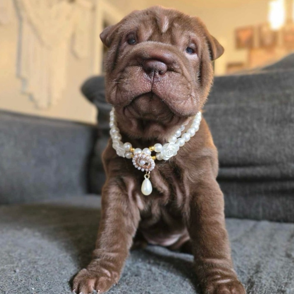 Adorable  Pearl Necklace for your bougie dog